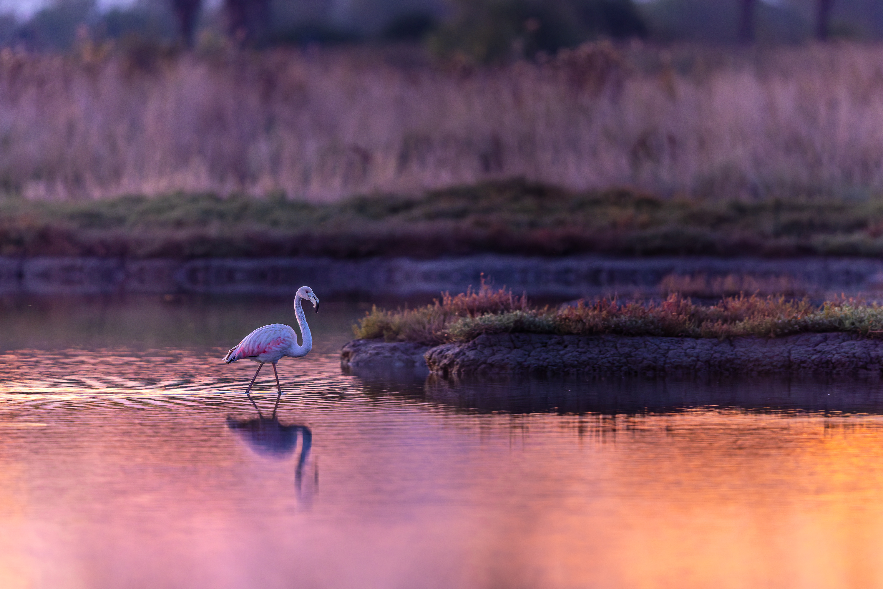 Flamingo