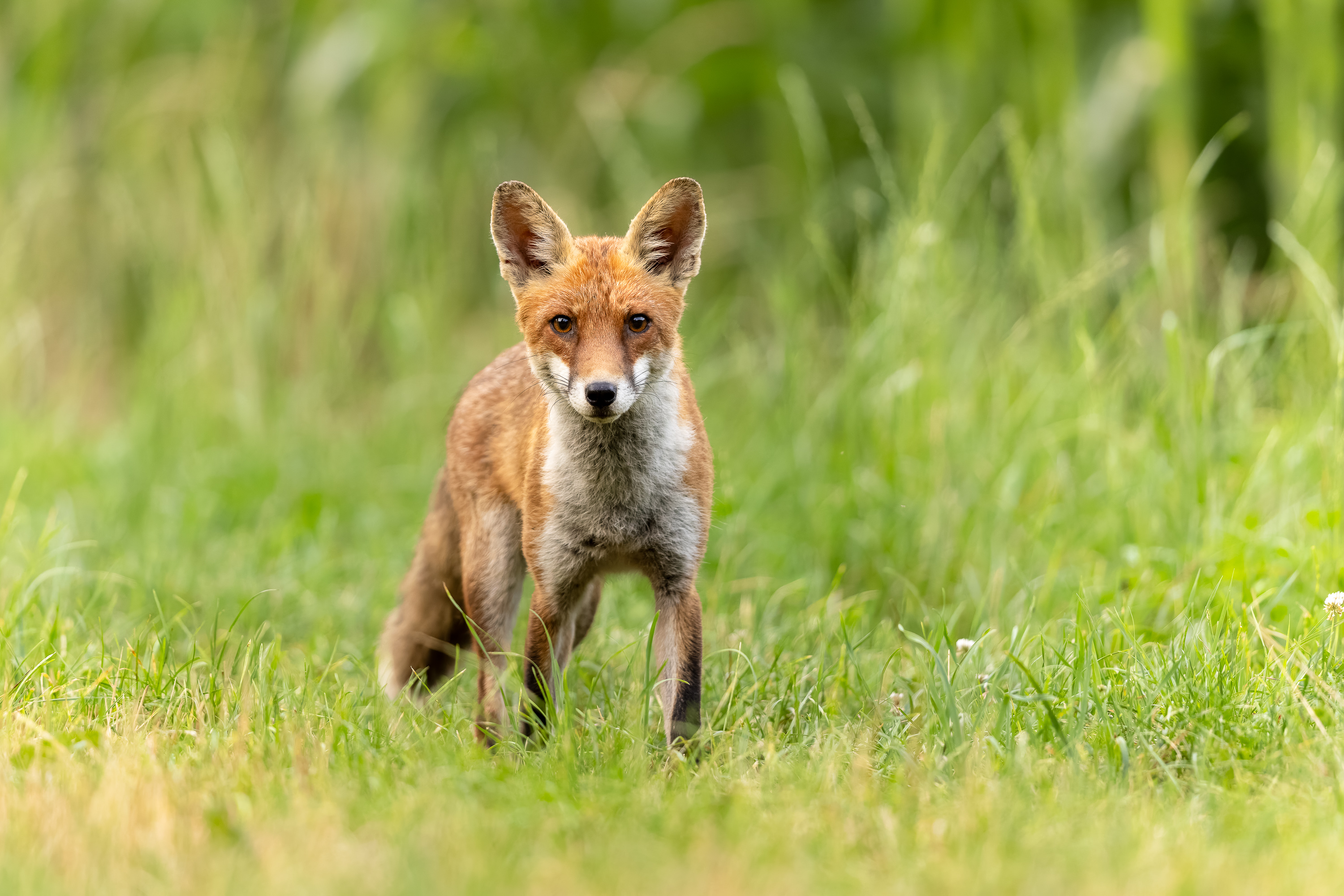 Junger Rotfuchs