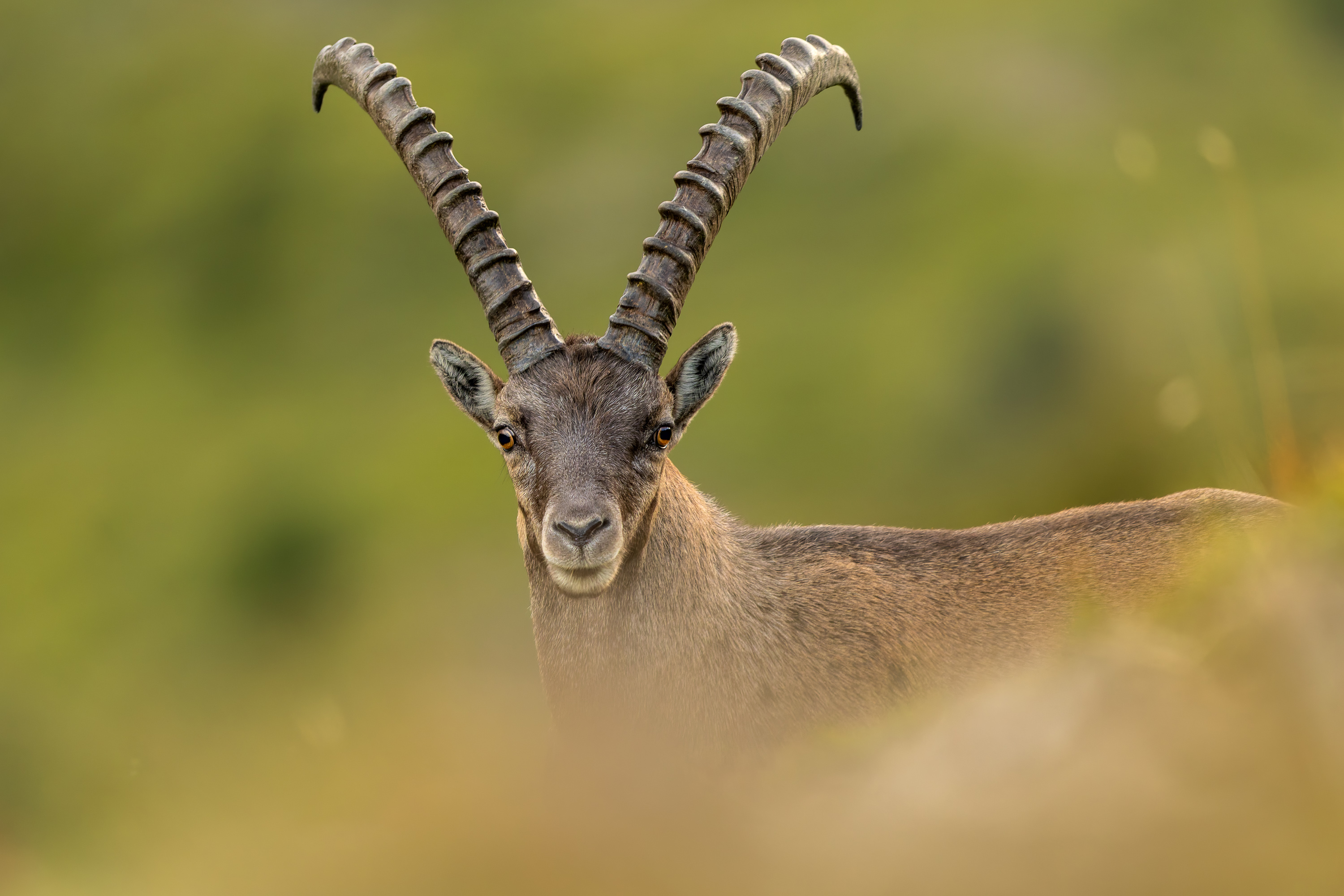 Steinbock
