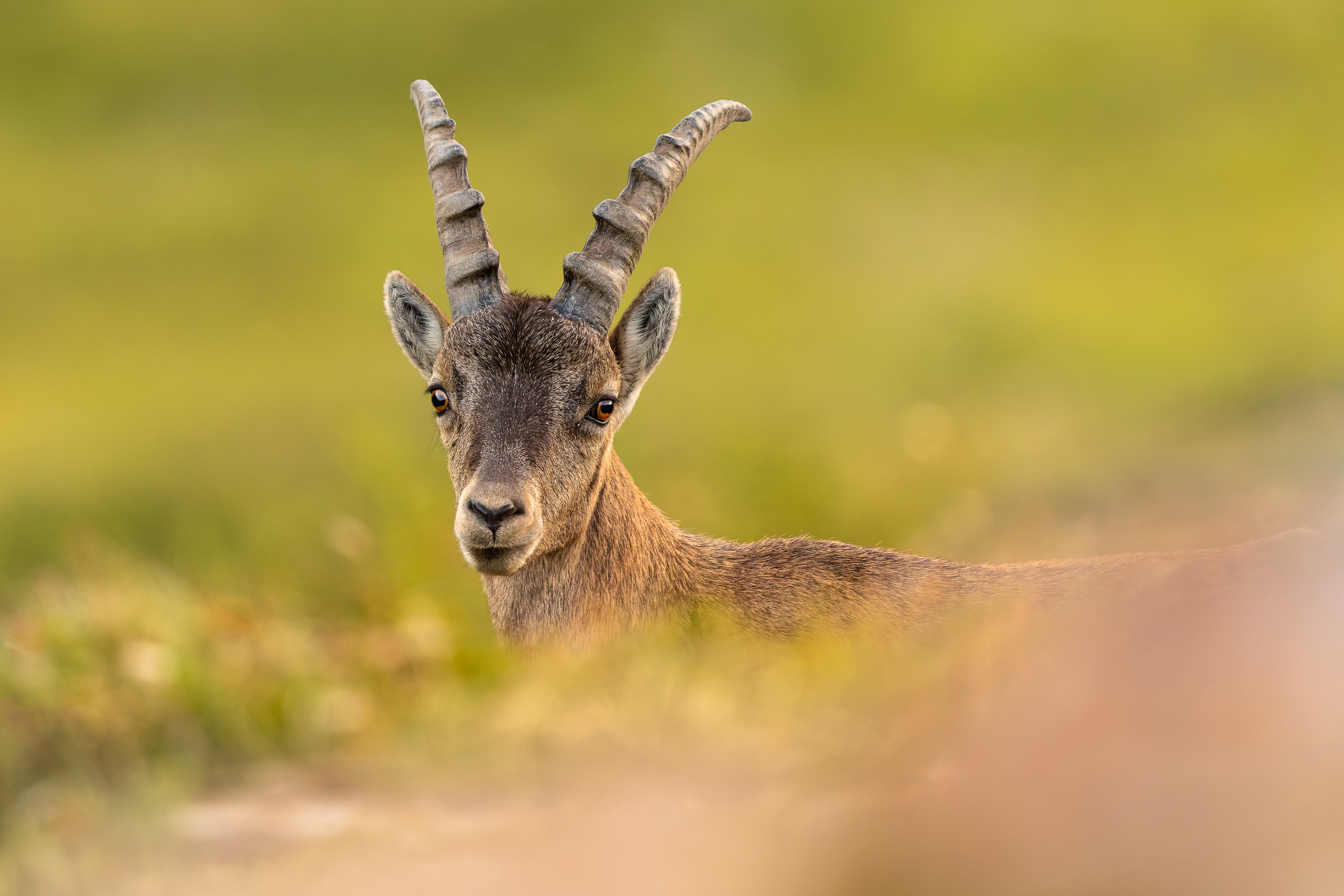 Junger Steinbock