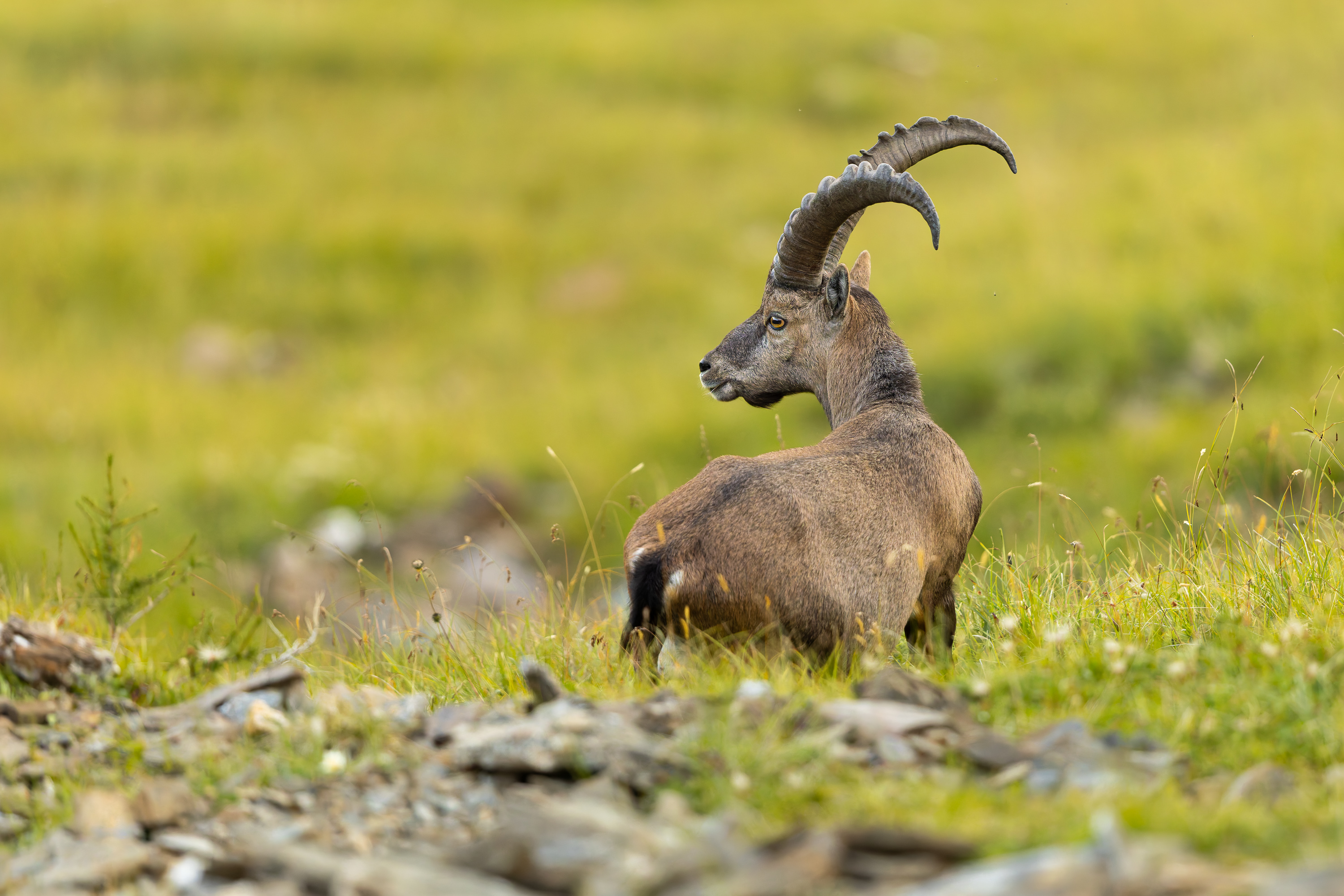 Steinbock