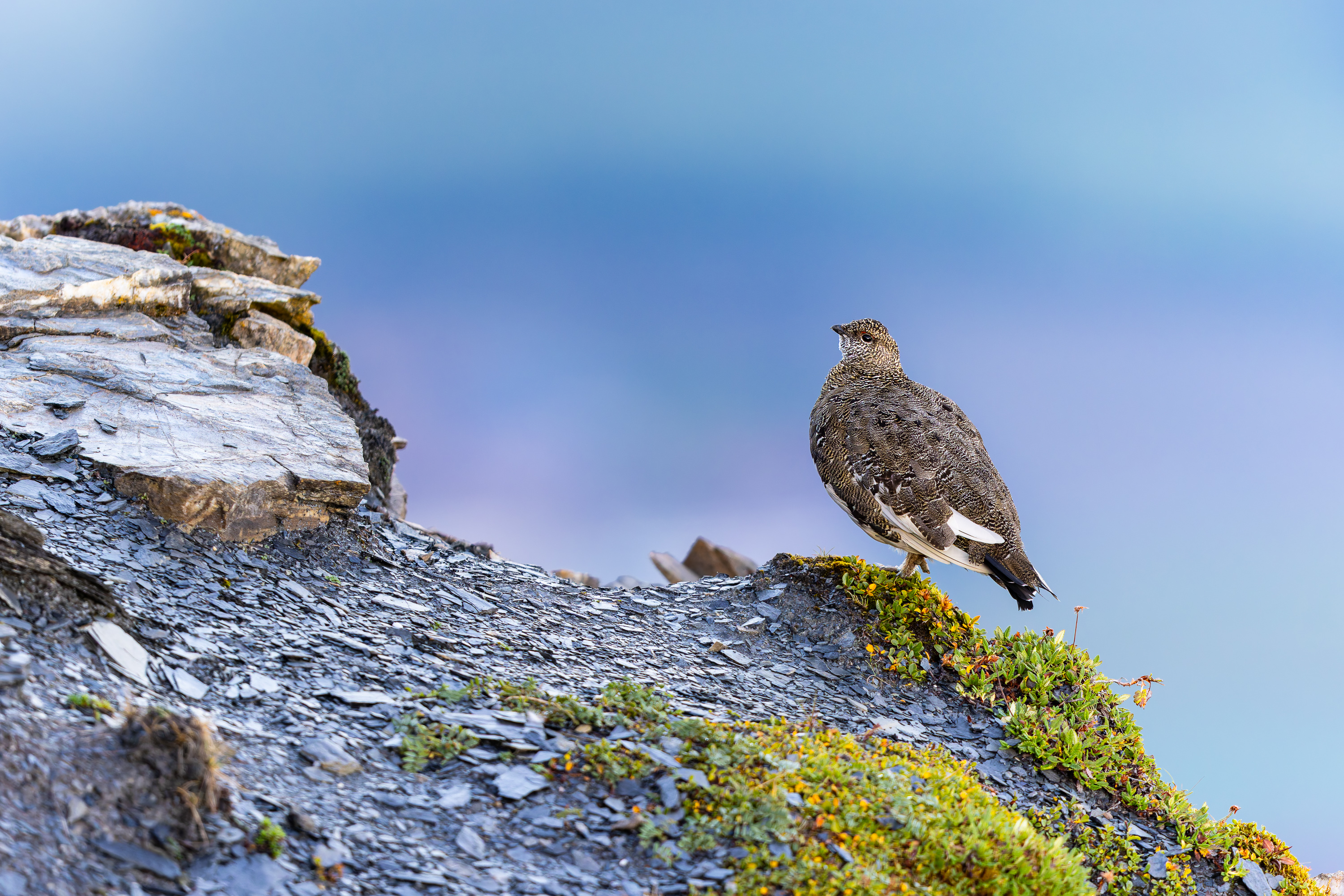 Alpenschneehuhn