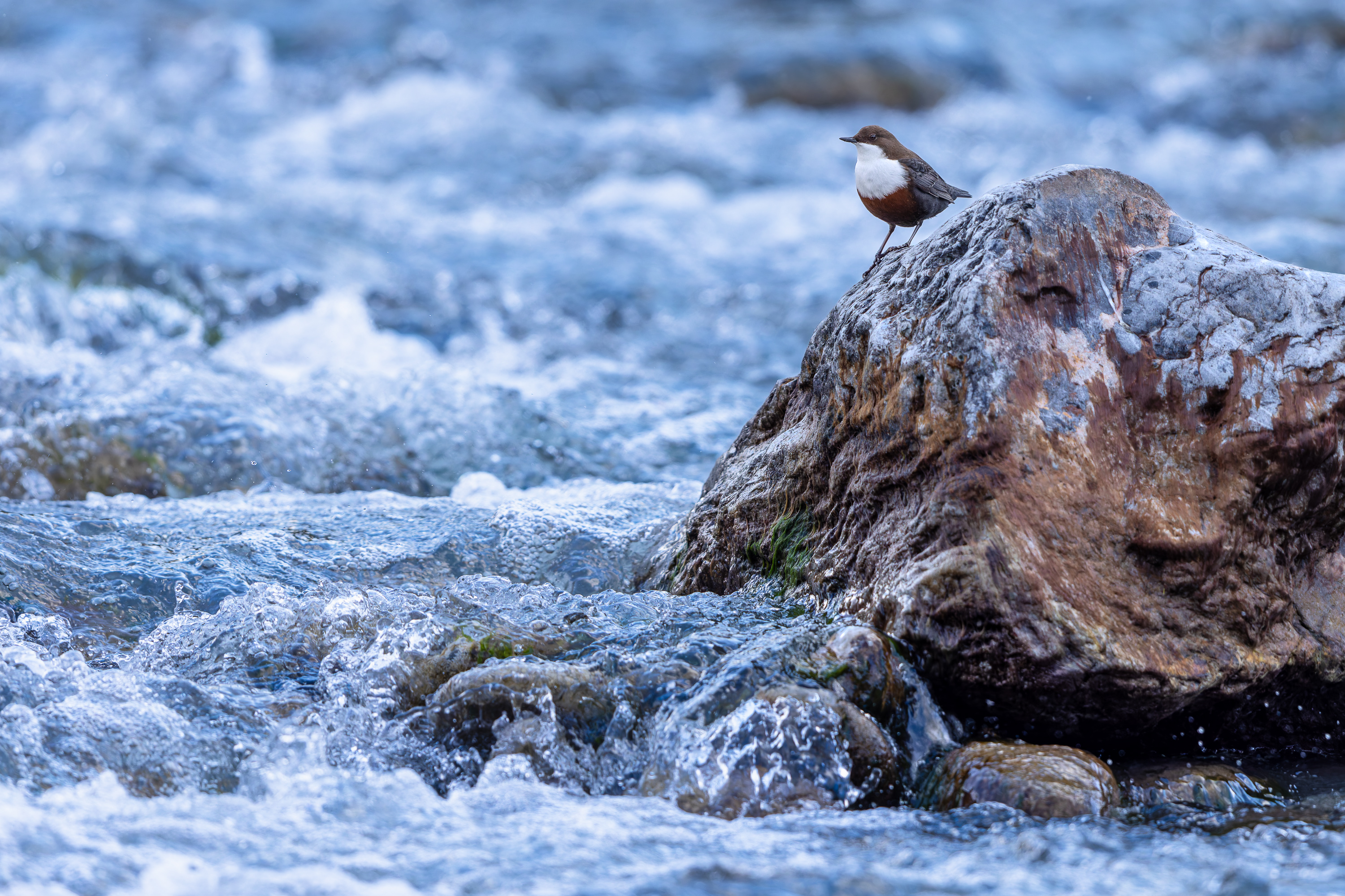 Wasseramsel