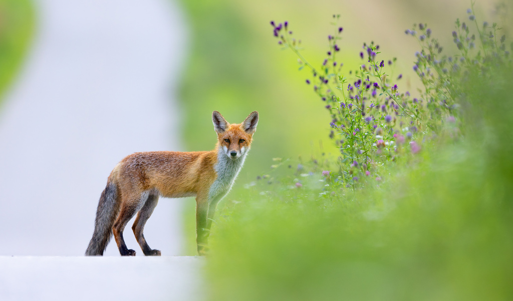 Junger Rotfuchs