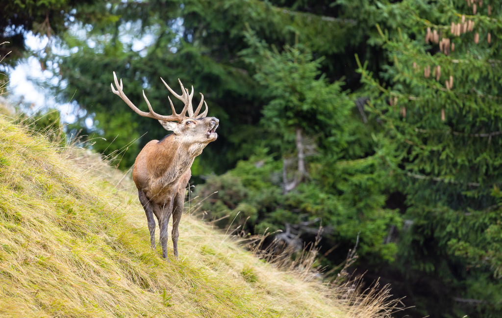 Rothirsch in Graubünden