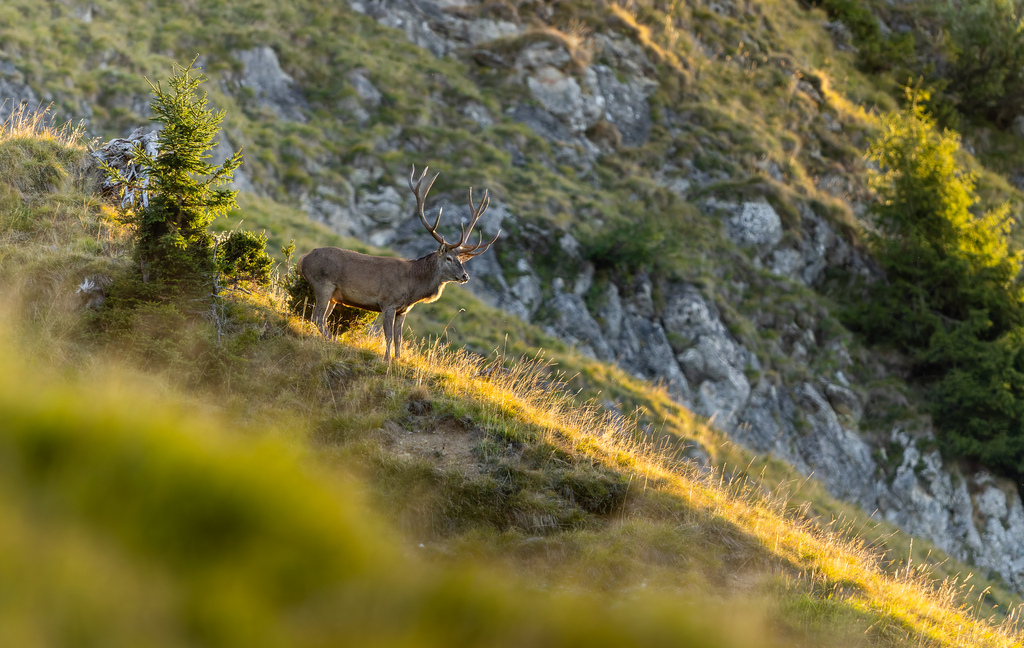 Rothirsch in Graubünden