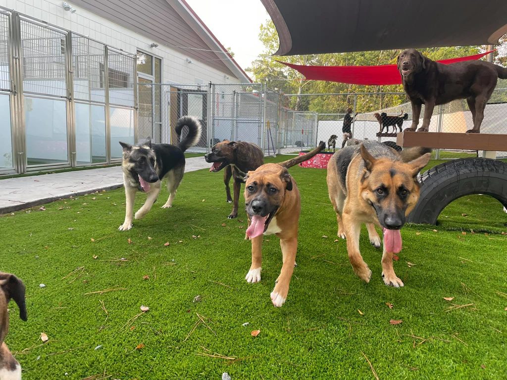 Pawville North Shore Pawville