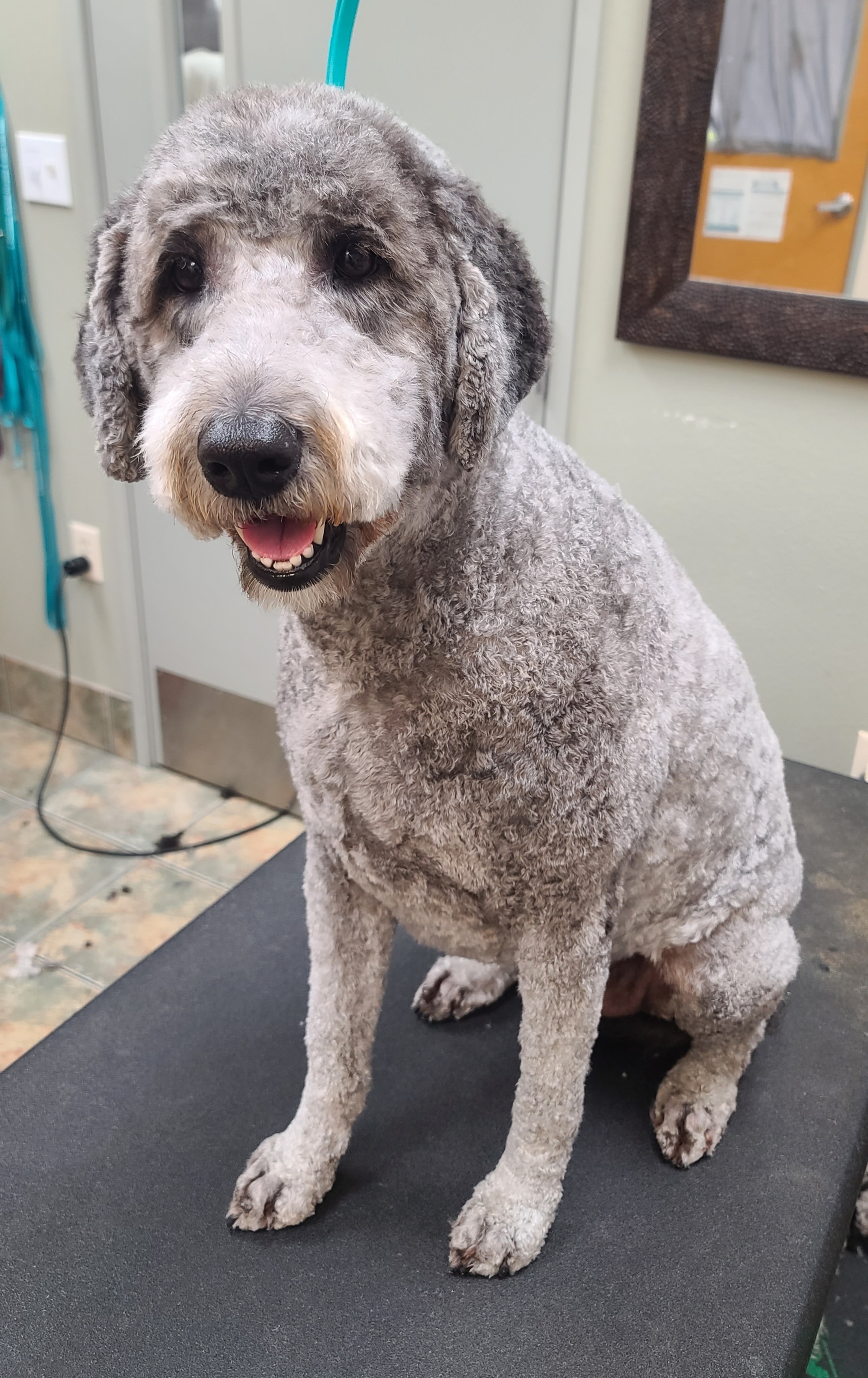 Pawville store pet spa