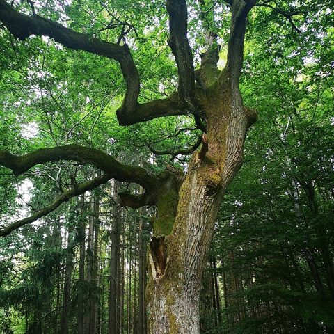 Fellen - Richteiche © Verwaltungsgemeinschaft Burgsinn