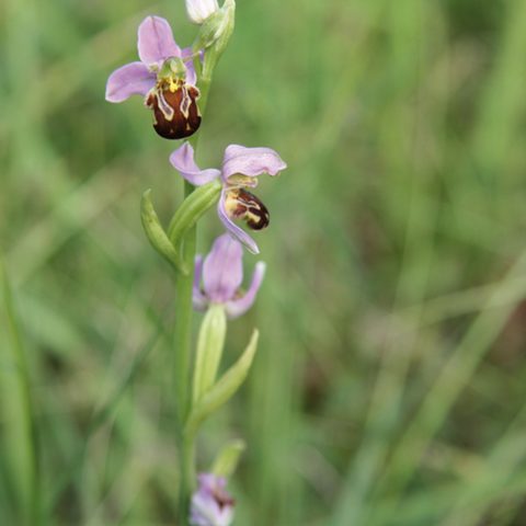 BienenragwurzQuelle: Touristinformation Zellingen Foto: Dr. Wieland Gsell