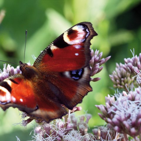 Quelle: Touristinformation Zellingen Foto: Dr. Wieland Gsell