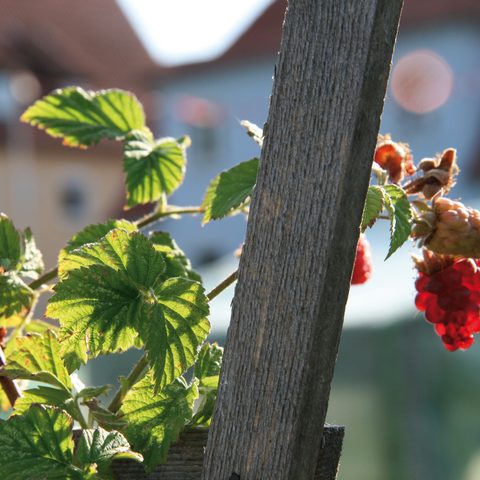 Quelle: Touristinformation Zellingen Foto: Dr. Wieland Gsell