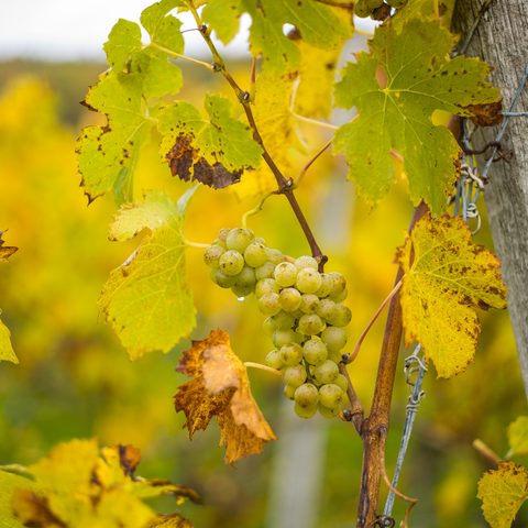 Quelle: Touristinformation Zellingen  Foto: Jürgen Storch