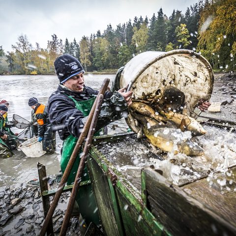 Fischhof Bächer - Abfischen © Oberpfälzer Wald - Landkreis Tirschenreuth