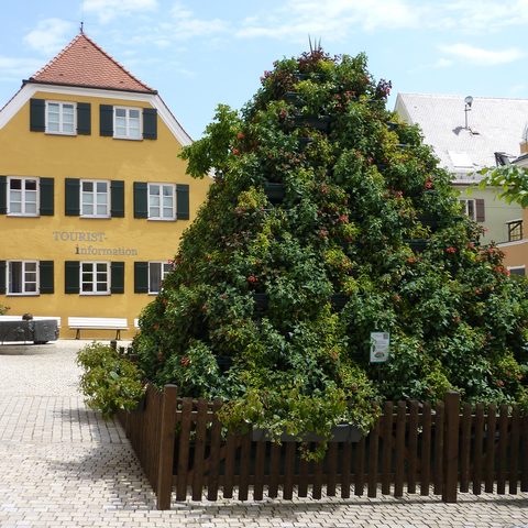 Deutschlands einzige Fuchsienpyramide ©  Tourist-Information Wemding