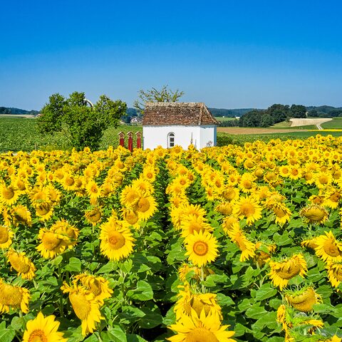 Hollenbach Feldkapelle St. Maria © Florian Trykowski | CC-BY 4.0 international