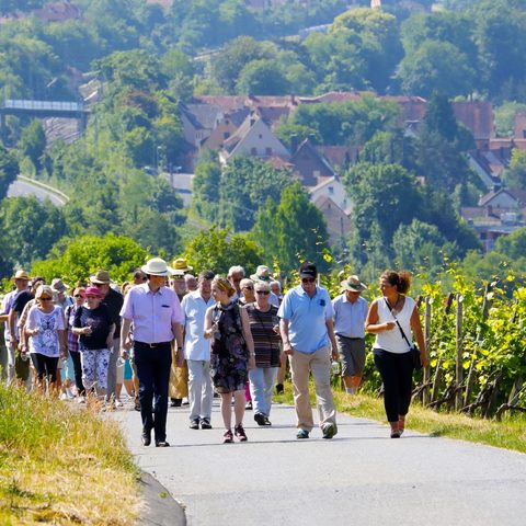 Weinschlendern Fotograf: Ronald Grunert-Held Quelle: Gemeinde Veitshöchheim Tourist-Information
