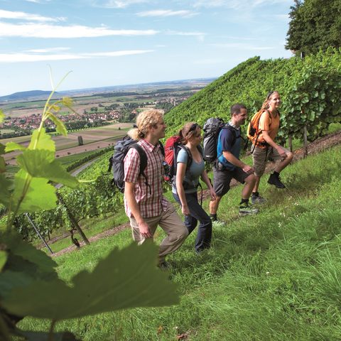 Weinberge im Steigerwald © TVF/TV Steigerwald/Andreas Hub.