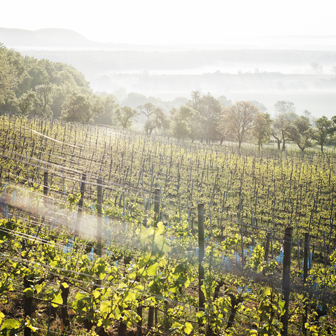 Weigenheim Landschaft 2015 © Florian Trykowski 