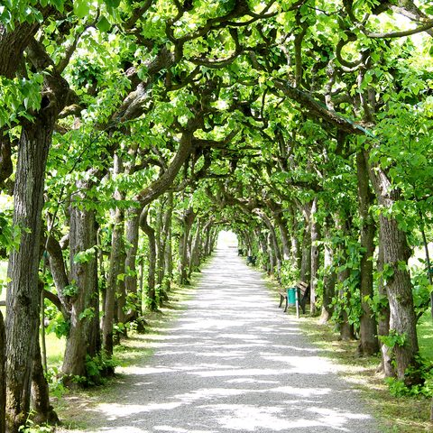 Schloss Dachau Laubengang Hofgarten - Dachau Bildrechte: Stadt Dachau