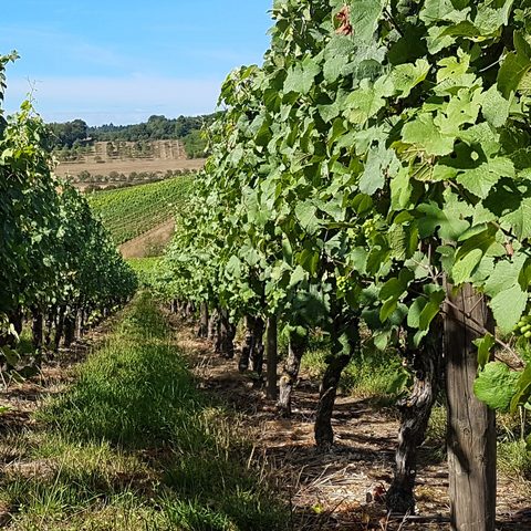 Wein Beckstein Quelle: Stadt Laud-Königshofen / Kamala_Börnge