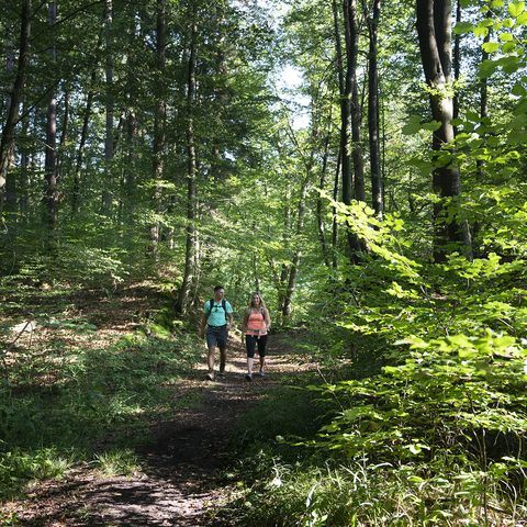 Wanderweg Schwalbtal Fünfstetten - Monheimer Alb Bildrechte: Stadt Monheim
