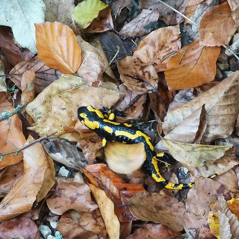 Egloffstein Fotograf: Detlef Danitz