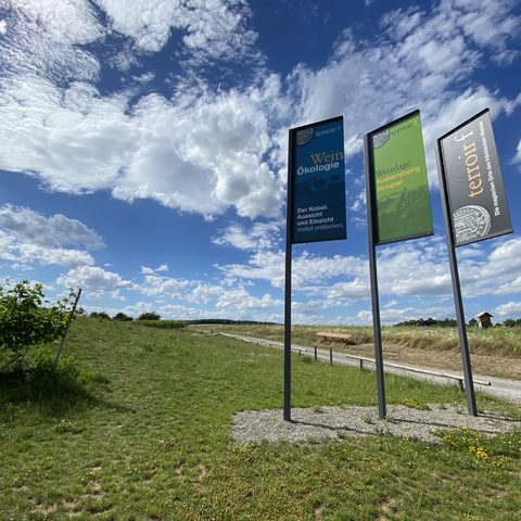 Kobel - Rimpar terroir f – magischer Ort des fränkischen Weins Quelle: Markt Rimpar / Nadja Kess