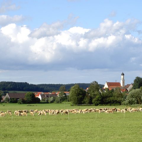 August Schafe bei Zusmarshausen (Bild für Titelkopf Mark tbote) Quelle: Markt Zusmarshausen 