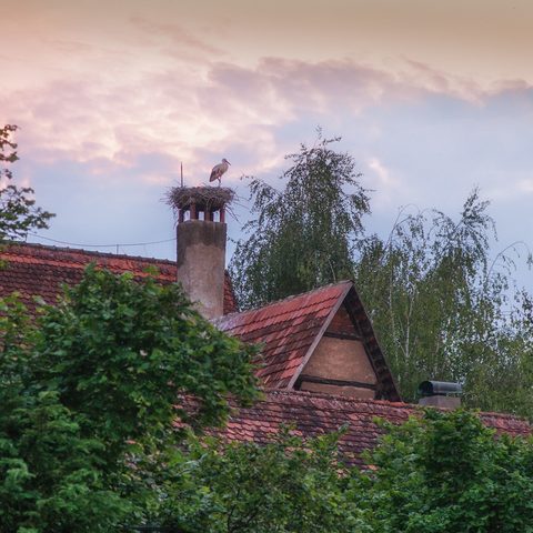Stadt Oettingen Storchennest @ Werner Rensing Quelle: Tourist-Information Oettingen 