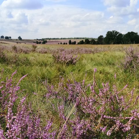 Lüneburger Heide Fotograf: Detlef Danitz