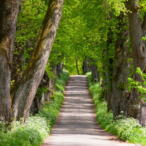 Lindenallee © Stadt Marktoberdorf / Stefan Schmid.