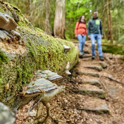 Wanderung durchs Fichtelgebirge Quelle: Tourismuszentrale-Fichtelgebirge Florian-Trykowski