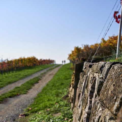 Herbst Eppinger Linien Weg Eppingen © Kraichgau-Stromberg Tourismus e.V. Christian Ernst Quelle: Kraichgau-Stromberg Tourismus e. V.