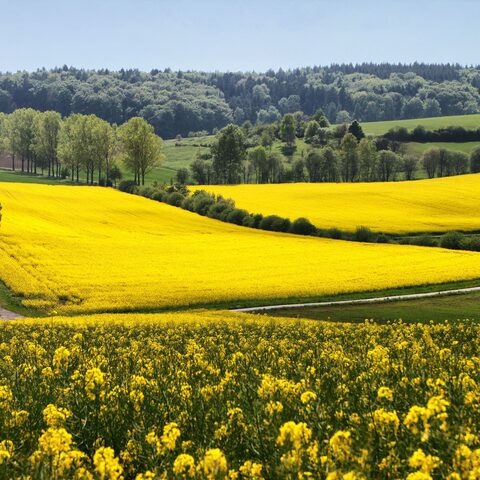 Landschaft Gemeinde Großrinderfeld
Quelle: Gemeinde Großrinderfeld