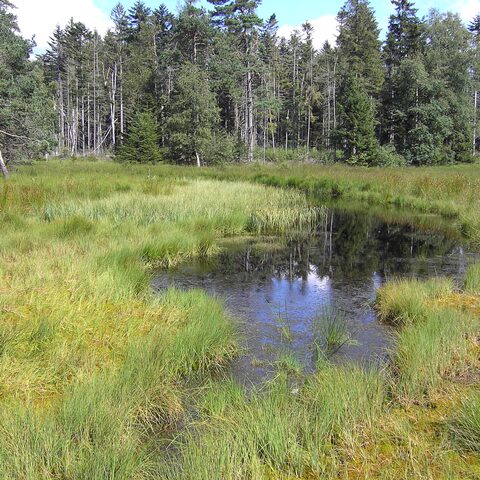 Hochmoor Wilde Au  ©  Gemeinde Sonnen