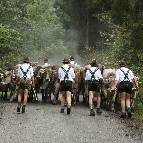 Viehscheid Immenstadt Quelle: Stadtverwaltung Immenstadt