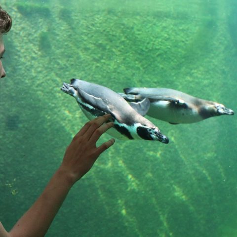Delphin mit Kinder - Tiergarten Nürnberg - Fotograf Mathias Orgeldinger