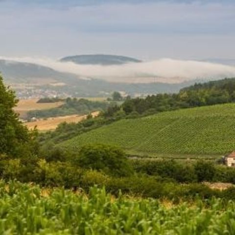 „Edelberg“ Fotografin: Isaphoto: Isabella Frank Copyright: Stadt Tauberbischofsheim