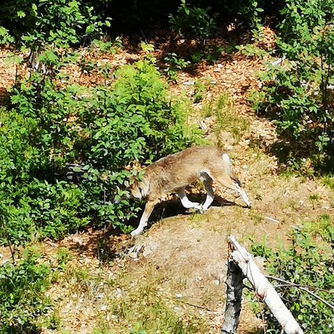 Bayerischer Wald Lindberg   Fotograf: Detlef Danitz