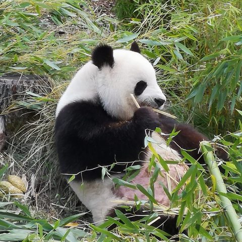 Zoologischer Garten , Berin Fotografn: Detlef Danitz