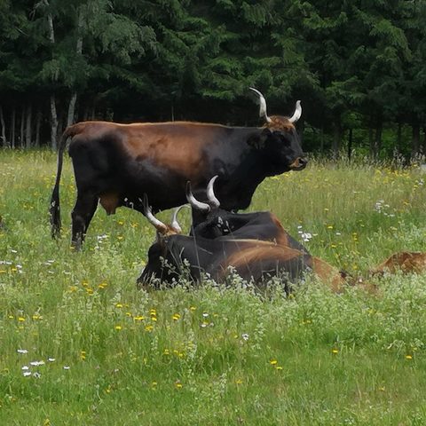 Falkenstein Nationalpark Bayerischer Wald Fotograf: Detlef Danitz