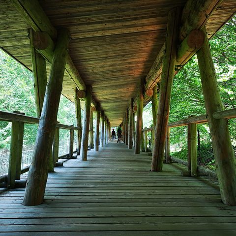 Bayerischer Wald Lindberg   Fotograf: Detlef Danitz