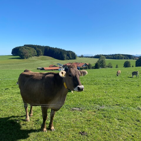 Kuh vor Hügeln Kuh vor Hügeln: Rechte: Gästeinformation Altusried
Rechte: Gästeinformation Altusried