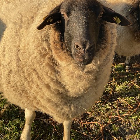 Schafe und Gänse am teichwirtschaftlichen Betrieb des Bezirks Unterfranken in Maidbronn Quelle: Markt Rimpar / Nadja Kess
