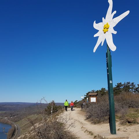 Edelweiß Quelle: Tourist-Information Gemünden a.Main     