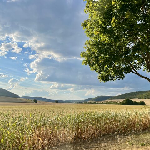 Exdorf Feld © Gemeinde Grabfeld