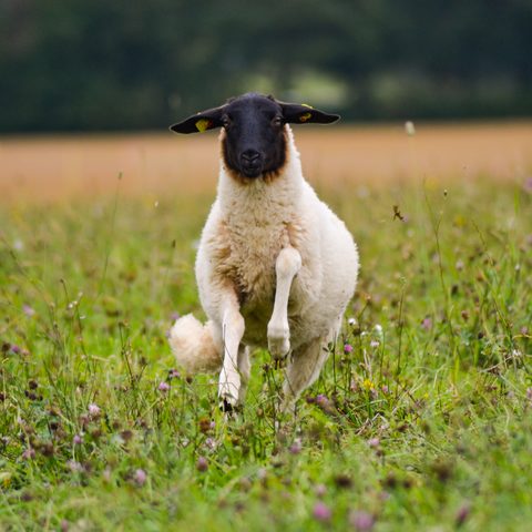 Rhönschaf Bildrechte: Helen Stupp Quelle: Rhön GmbH – Gesellschaft für Tourismus und Markenmanagement
