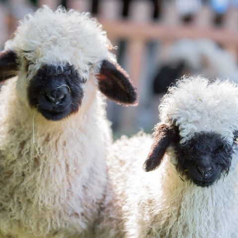 Wildpark Pforzheim / CarstenSchwarz Quelle: Eigenbetrieb Wirtschaft und Stadtmarketing Pforzheim (WSP)