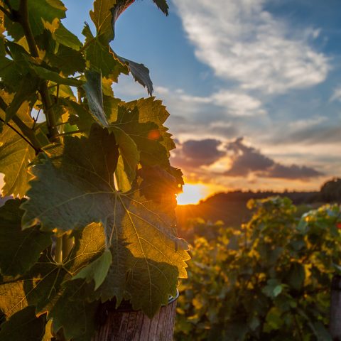 Brackenheim_Blick Richtung Zweifelberg © Kraichgau-Stromberg Tourismus e.V.-Carsten Götze Quelle: Kraichgau-Stromberg Tourismus e. V.